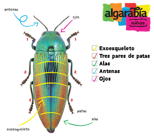 Guía_para_reconocer_un_insecto_02
